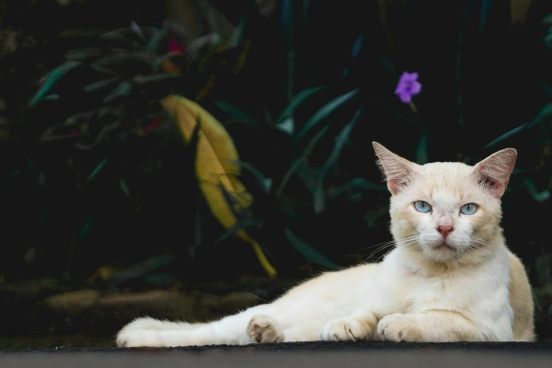Enchanted Companions: 20 Whimsical Pet Names - The Grand Pet Company