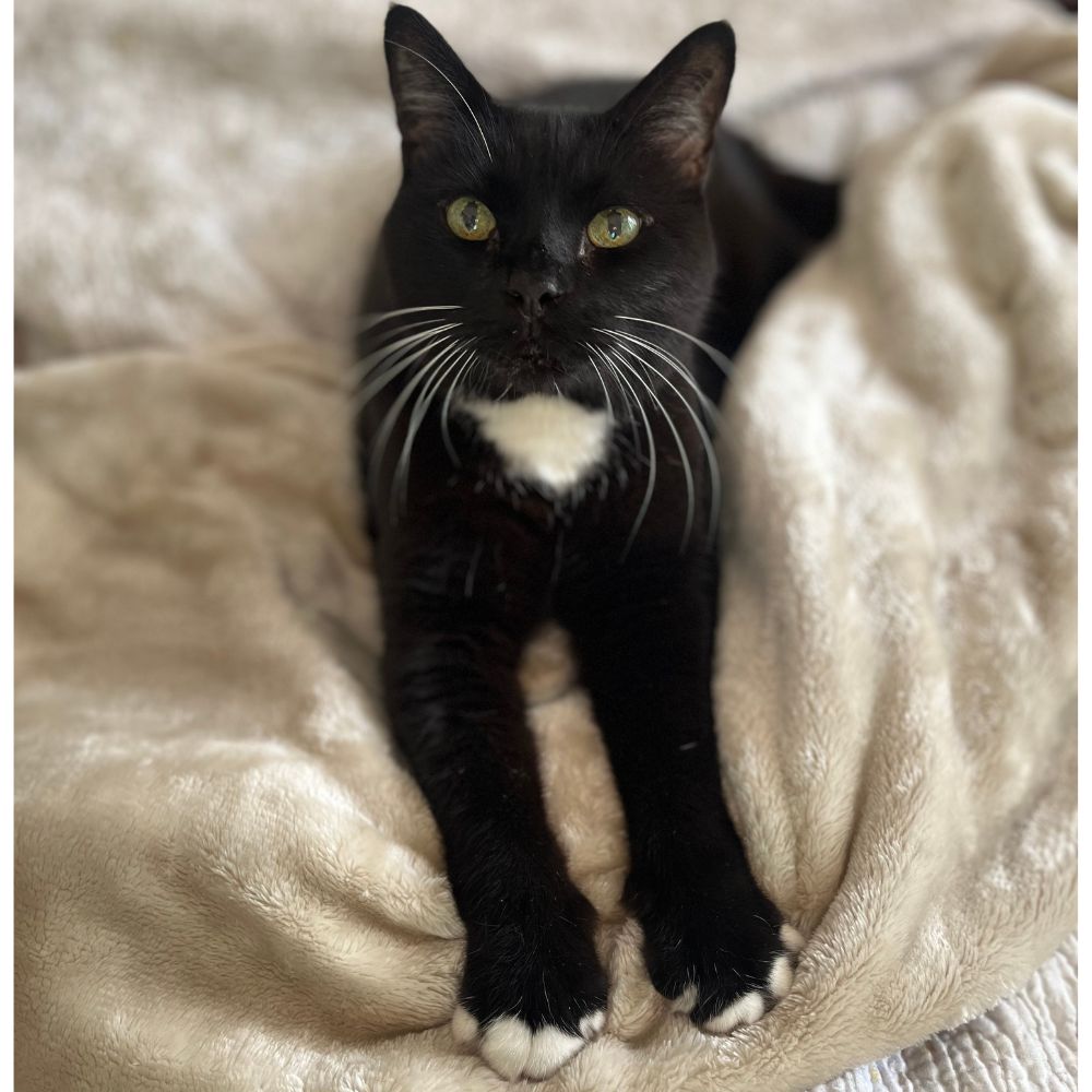 Soft honey-gold colour luxurious blanket with tassels for pets and humans from The Grand Pet Company