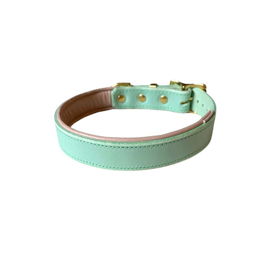 A pistachio green padded leather dog collar with brass hardware, including a buckle and a ring from The Grand Pet Company