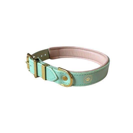A pistachio green padded leather dog collar with brass hardware, featuring an embossed gold foil The Grand Pet Company logo