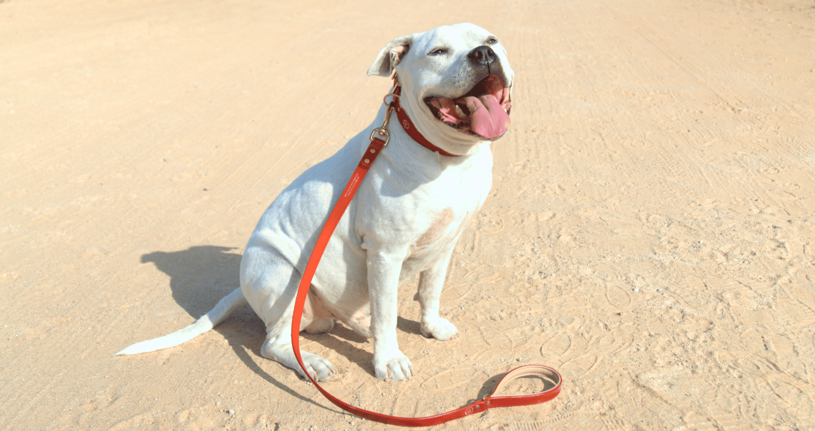 bulldog sitting on beach in dubai wearing luxury red leather collar with matching red leather leash