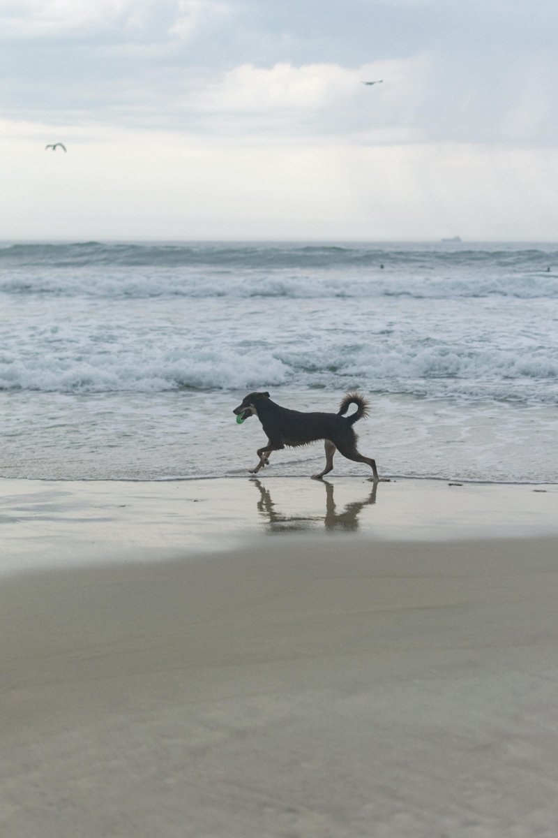 5 Tips When Taking Your Dog to the Beach - The Grand Pet Company