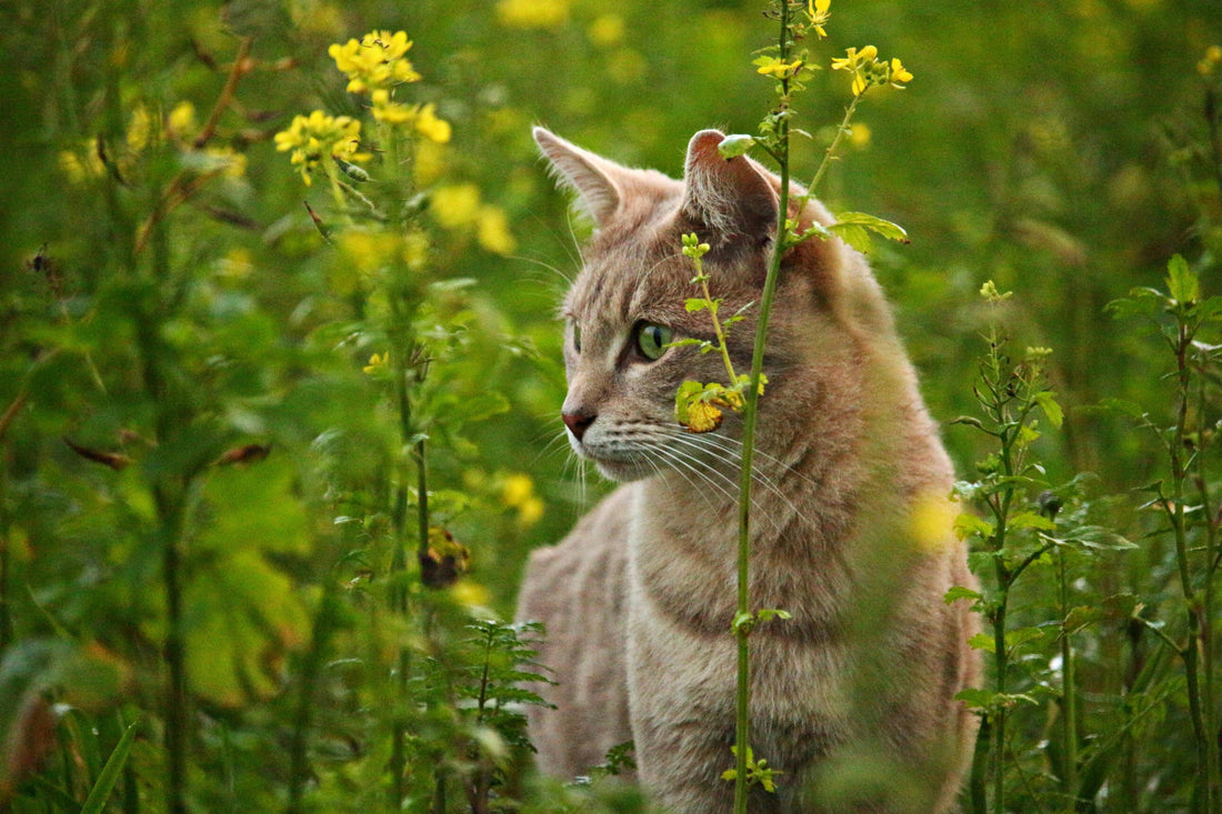 Blossoming Companions: 20 Flower Inspired Pet Names