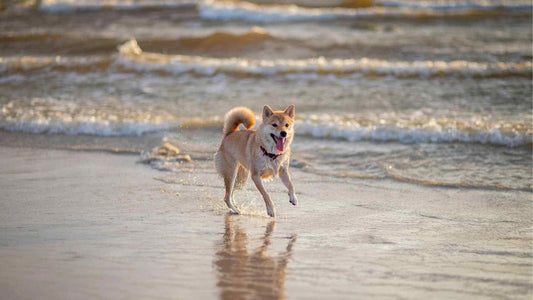 Sandy Paws: Three Dog-Friendly Beaches in Dubai - The Grand Pet Company