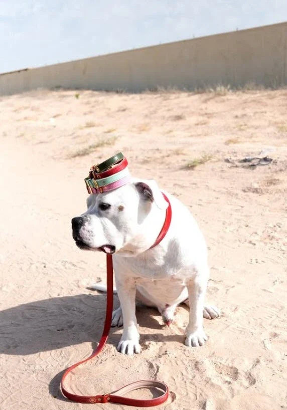 Premium Italian Leather Dog Collars in Dubai