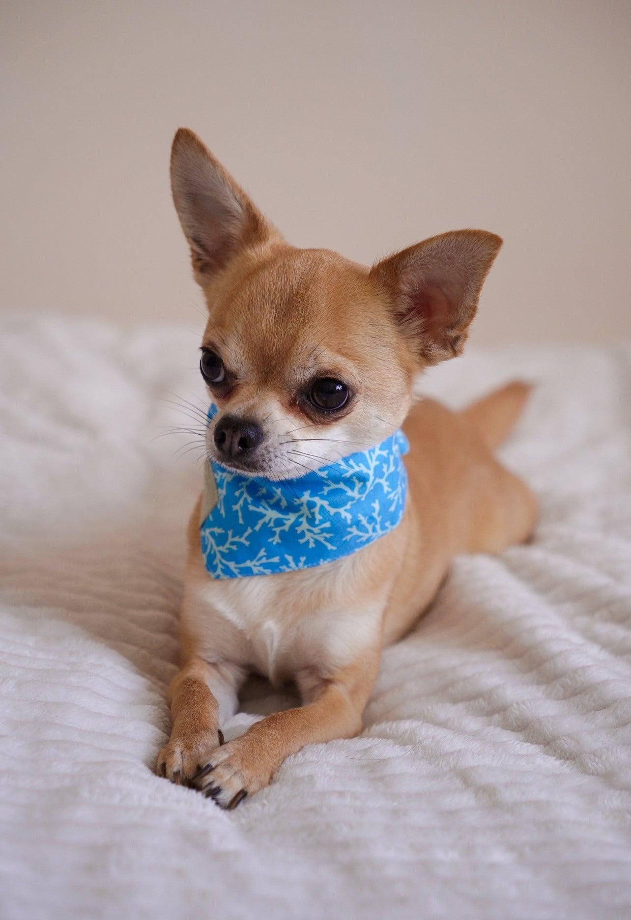 Chihuahua in a Blue Reversible Cotton Bandana