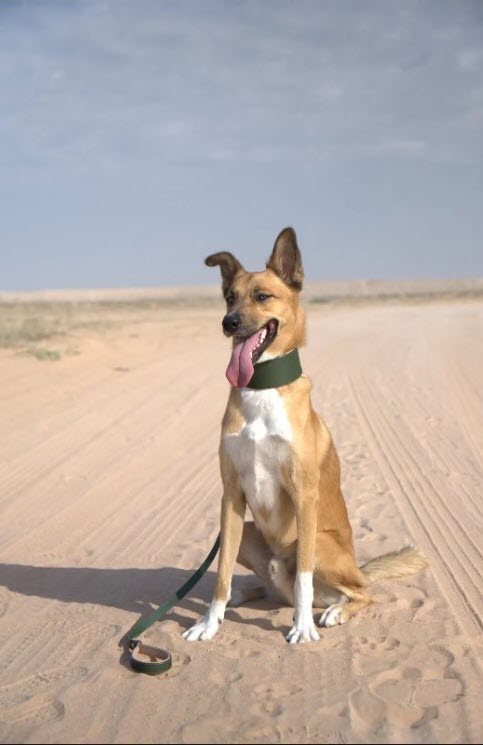 Premium Dog Collars in Dubai – Comfort, Style and Everyday Durability