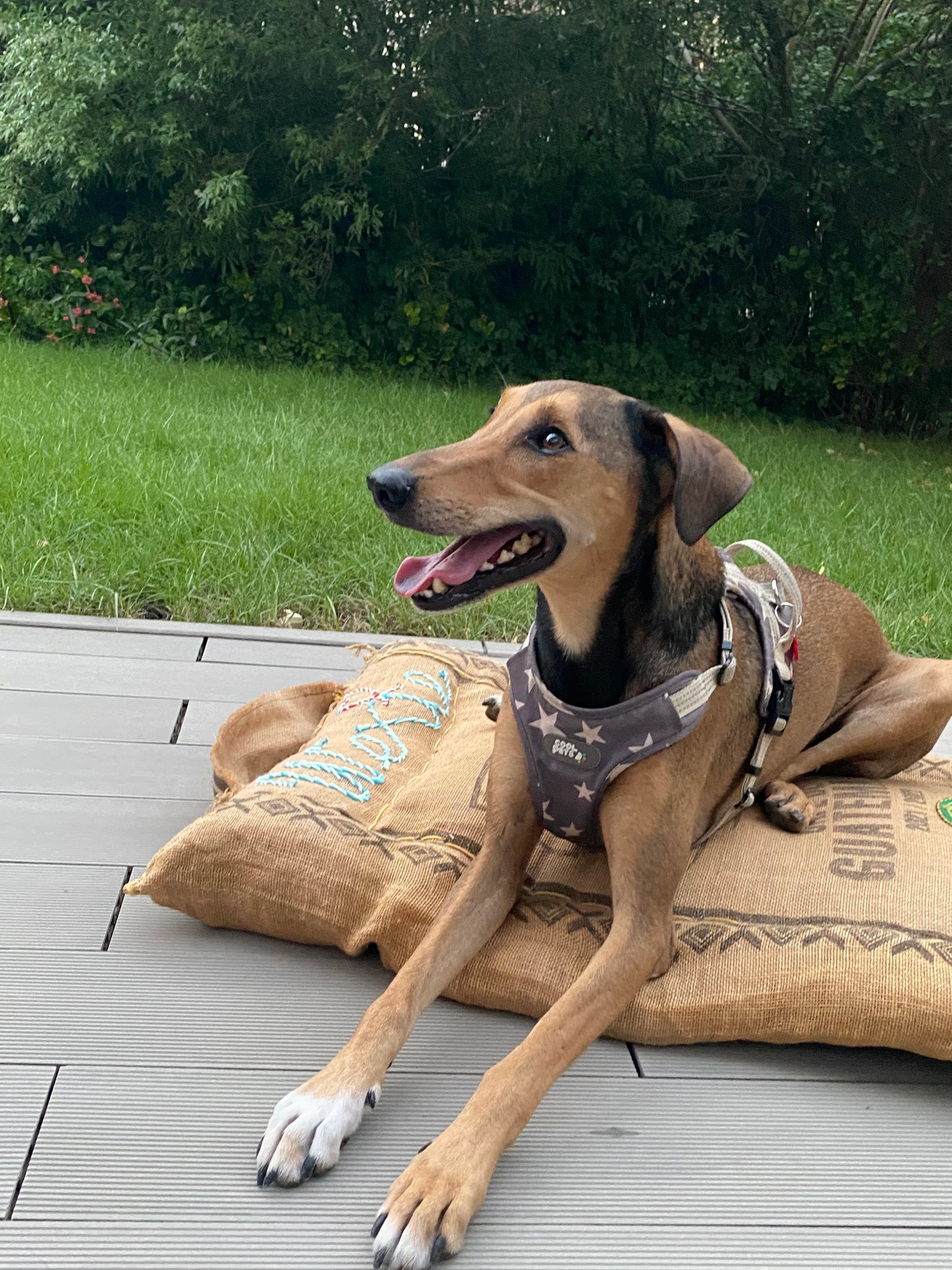 Wexford Recycled Coffee Bag Pet Bed