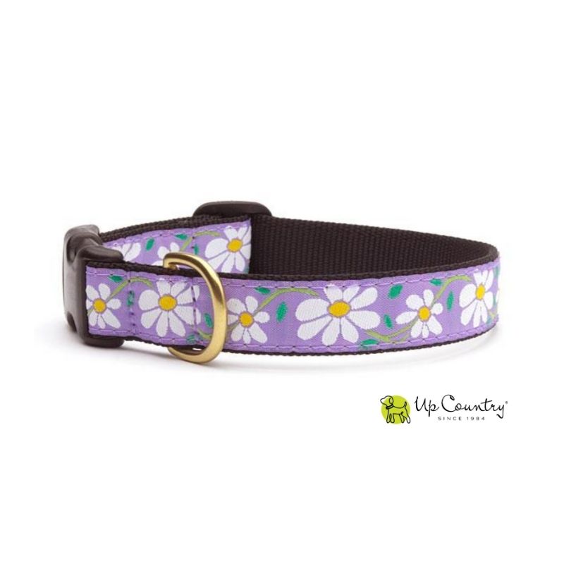 Dog collar with white daisy pattern on a purple background