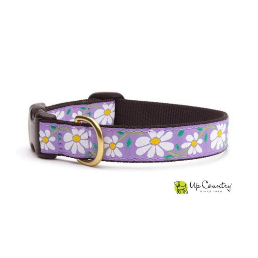 Dog collar with white daisy pattern on a purple background